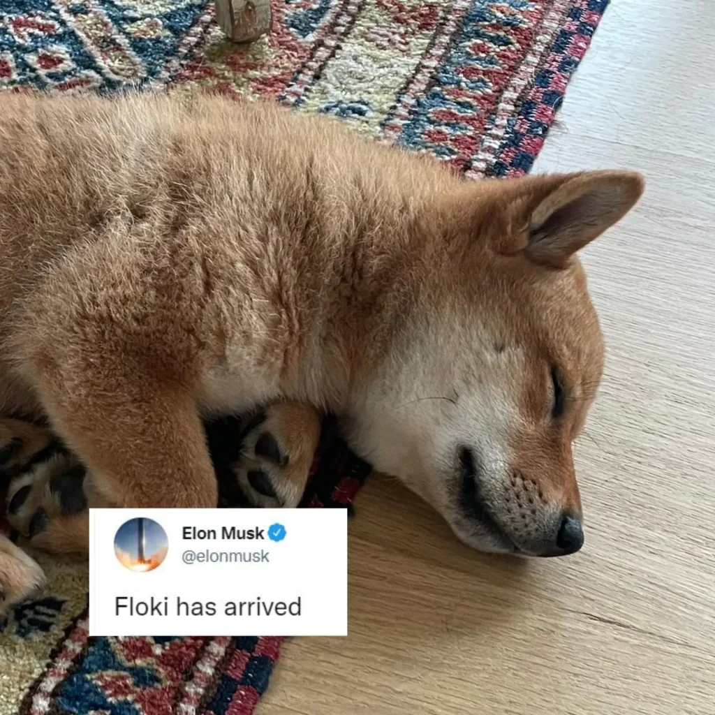 Baby Doge Coin e Elon Musk